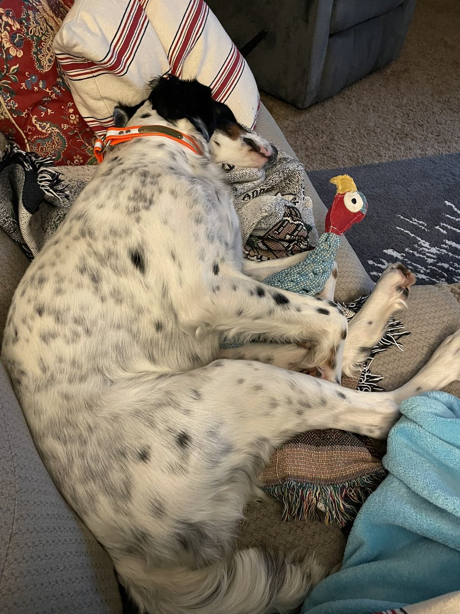 SummerForester's tweet photo. @PSProff My RA is sleeping off the disappointment (and cuddling her chickie for added comfort) https://t.co/eSg8WM5E0Z