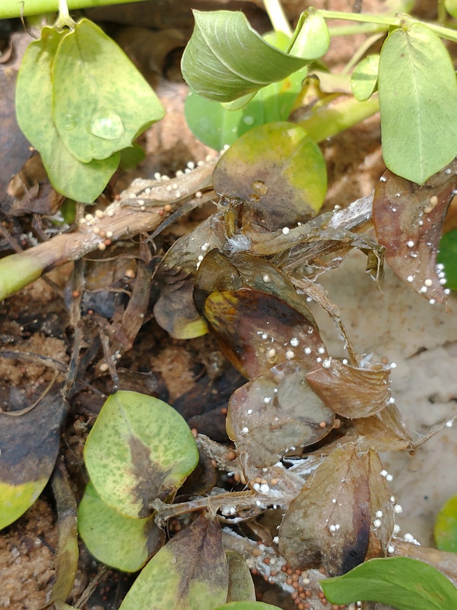 Bob Kemerait tweet media