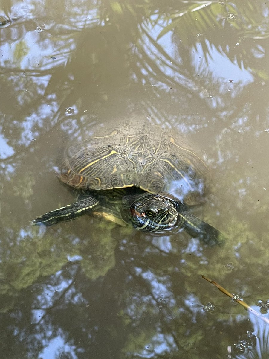 sacnas_ucla's tweet photo. GUESS WHERE 🐢🐢🐢🐢 #SACNASSUMMERBIOBLITZ #SACNAS #UCLA https://t.co/SuI2I49FZh