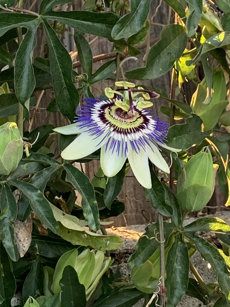 sacnas_ucla's tweet photo. MORE COOL FINDS #SACNASSUMMERBIOBLITZ #SACNAS #UCLA https://t.co/M6snsp6srP