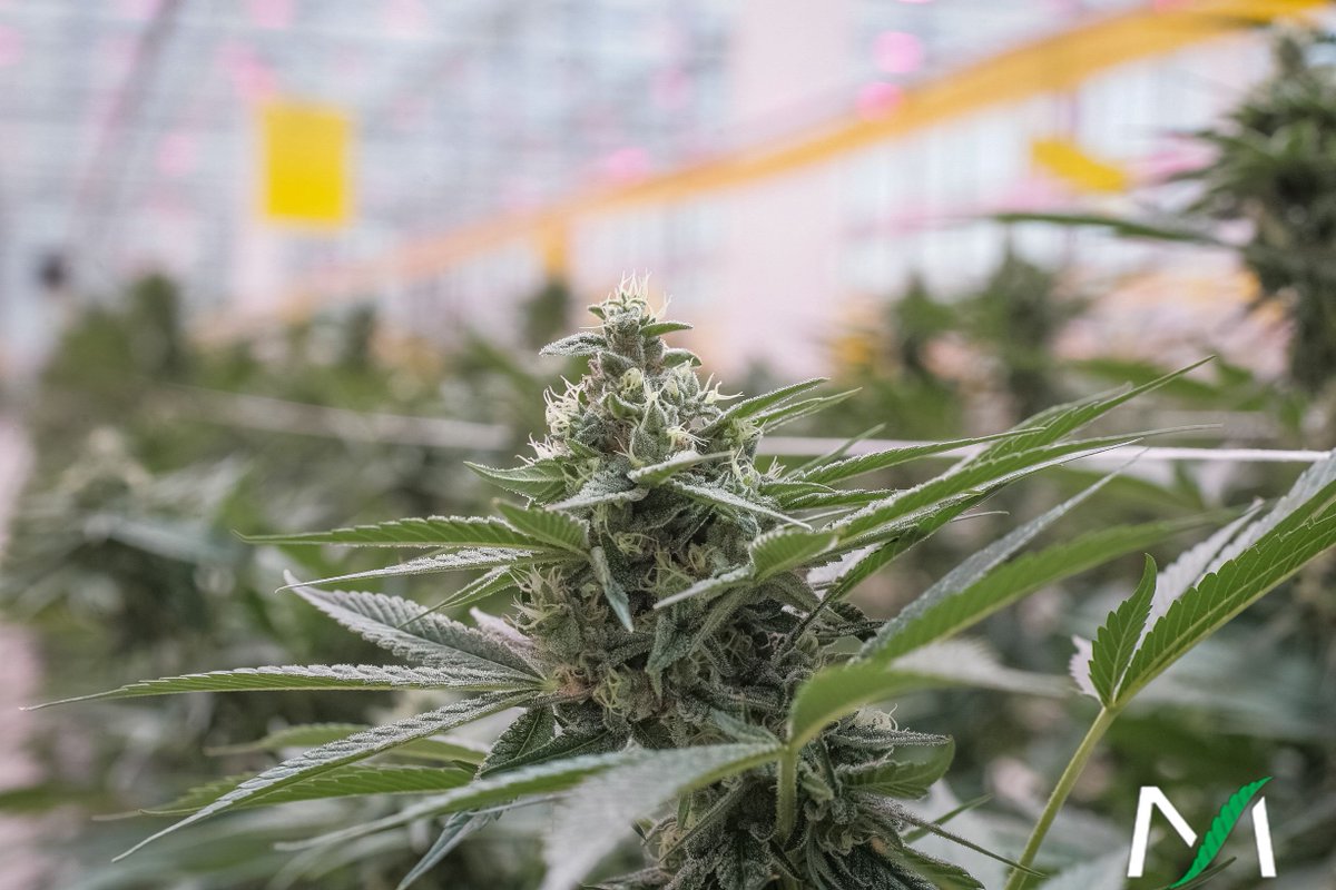 It won’t be long now, this cultivar is looking healthy 📈
.
.
#cannabiscommunity #canadiancannabis #cannabisconnoisseur #cannabiseducation #cannabislove #sativa #marijuanaindustry
