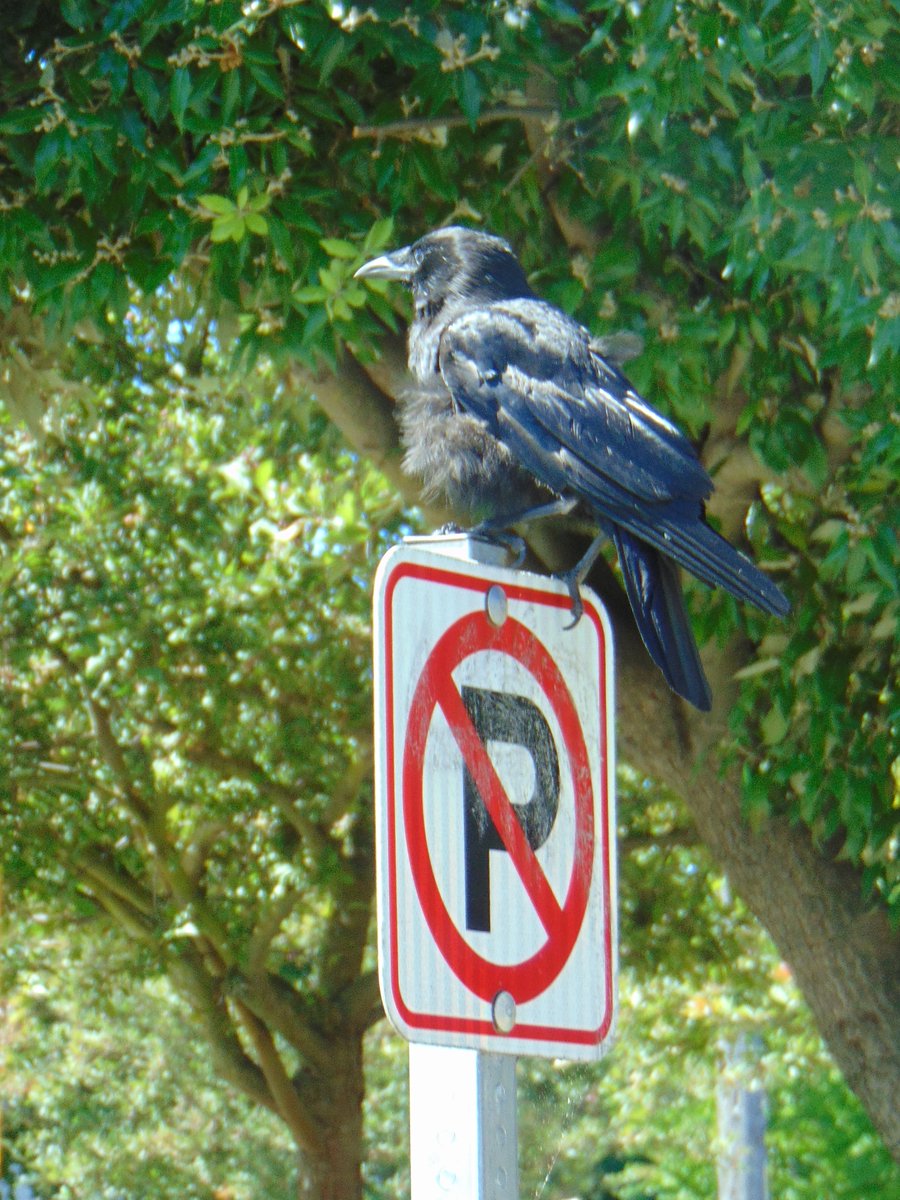 WaParksVisitor's tweet photo. I was entertained a few days ago when this crow decided to "park" on one of Seattle's "no parking" signs.  Ha ha ha! #NaturePhotography #birds #photographer #ThePhotoHour #Seattle @CityofSeattle https://t.co/KE491tH4Lb