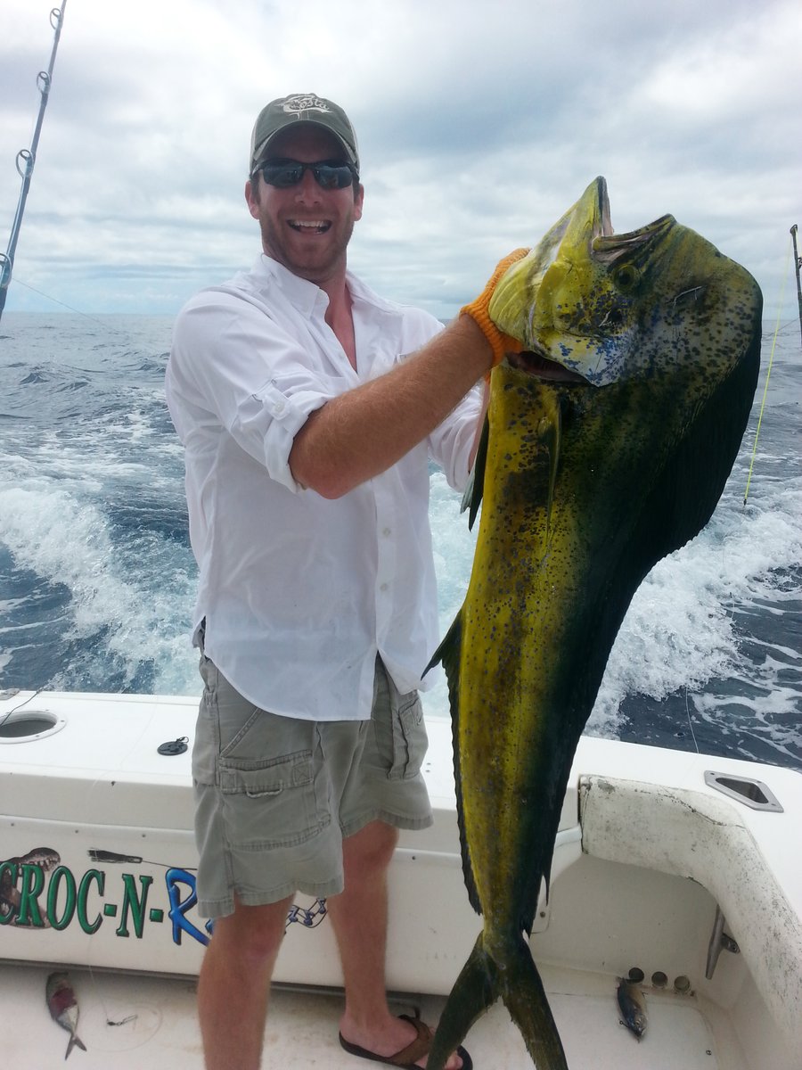 crocodilebay's tweet image. Did you know: Dorado are jokingly known as the rabbits of the sea? Female dorado can lay 100K - 1M eggs at a time up to 2-3 times a year.  More chances to make big bulls like these!

#bigbulls #lotstochoosefrom #dorado #crocodilebay
