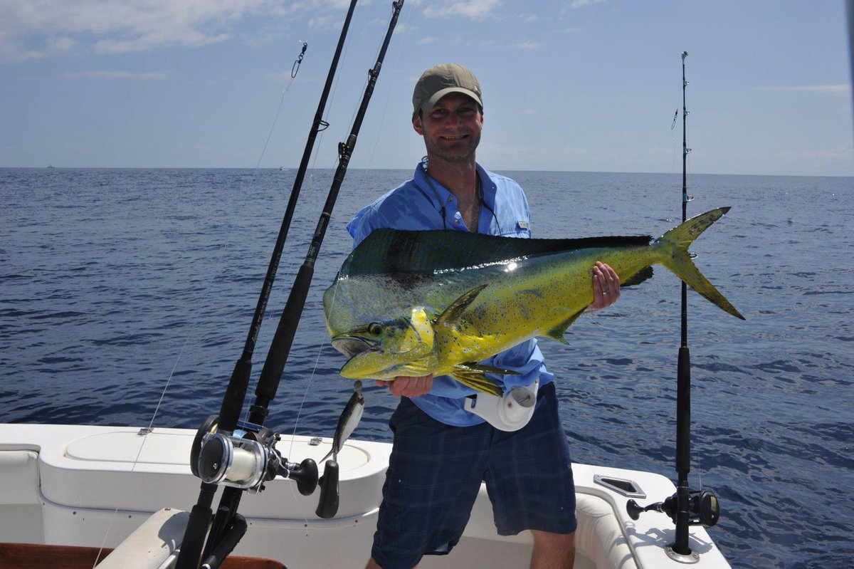crocodilebay's tweet image. Did you know: Dorado are jokingly known as the rabbits of the sea? Female dorado can lay 100K - 1M eggs at a time up to 2-3 times a year.  More chances to make big bulls like these!

#bigbulls #lotstochoosefrom #dorado #crocodilebay
