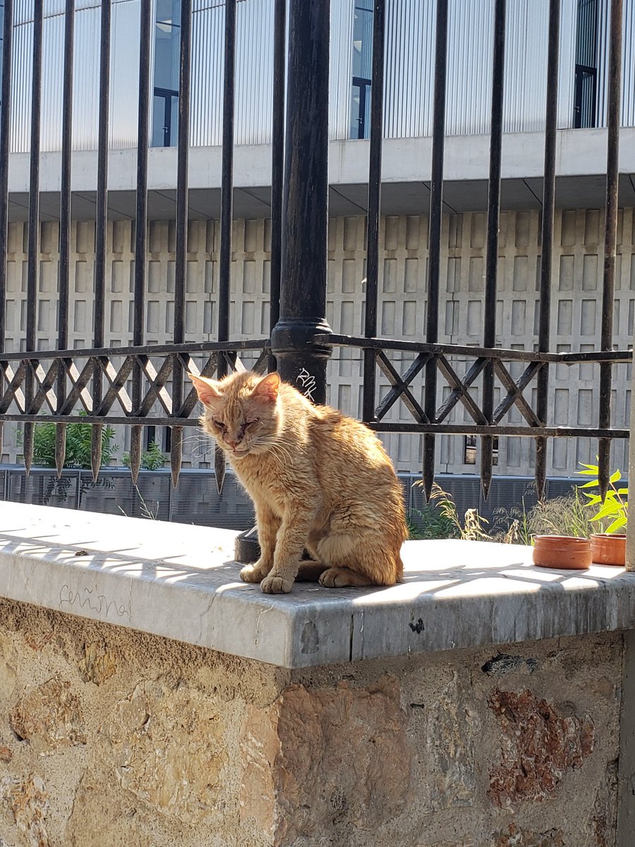 joegfaller's tweet photo. If you were going to be a feral cat, you would hit the jackpot if you were born in Athens. https://t.co/yUTFu6khk4