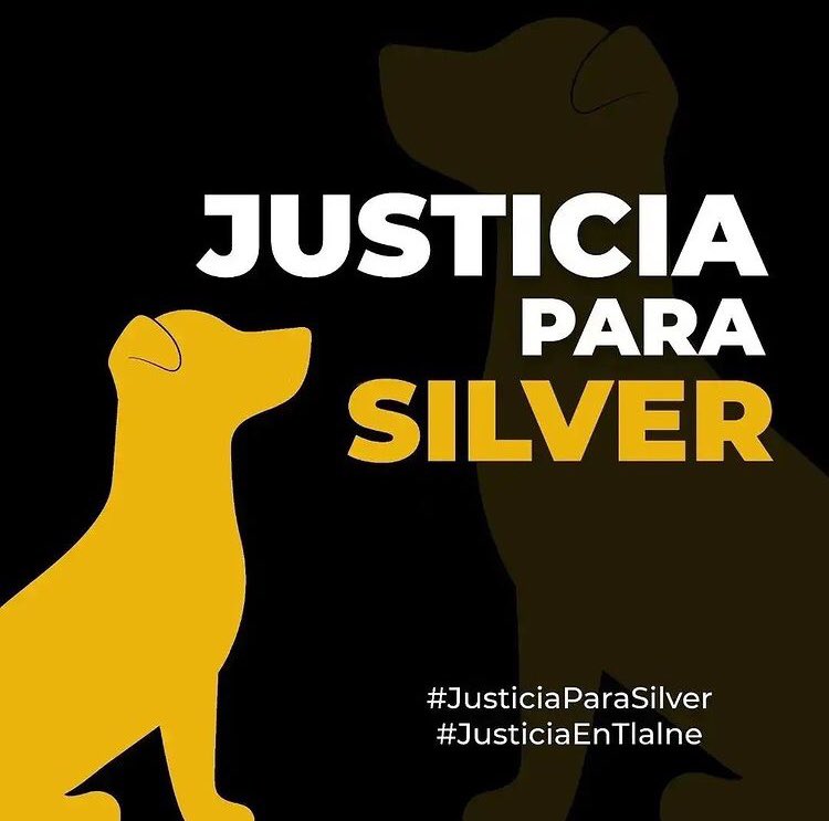 dulcrmsj's tweet photo. Silver, un perrito que estuvo encadenado toda su vida en la azotea y fue asesinado por 8 personas  de la familia, donde se turnaron para golpear a patadas, piedras y acuchillar a este pobre animal sin poder hacer nada ya que todo el tiempo estuvo encadenado.
#justiciaparasilver https://t.co/xfpDJlnq5B