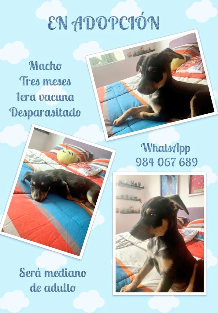 incondic_peru's tweet photo. COMUNICADO!
Lamentablemente el apoyo que recibimos en difusión es mínima, estamos cansadas de tocar puertas piendo ayuda para que difundan las fotos de nuestros rescatados sanos.
Sin difusión no hay solicitudes de adopción y nosotras ya no podemos más. https://t.co/6ExbXFczAn