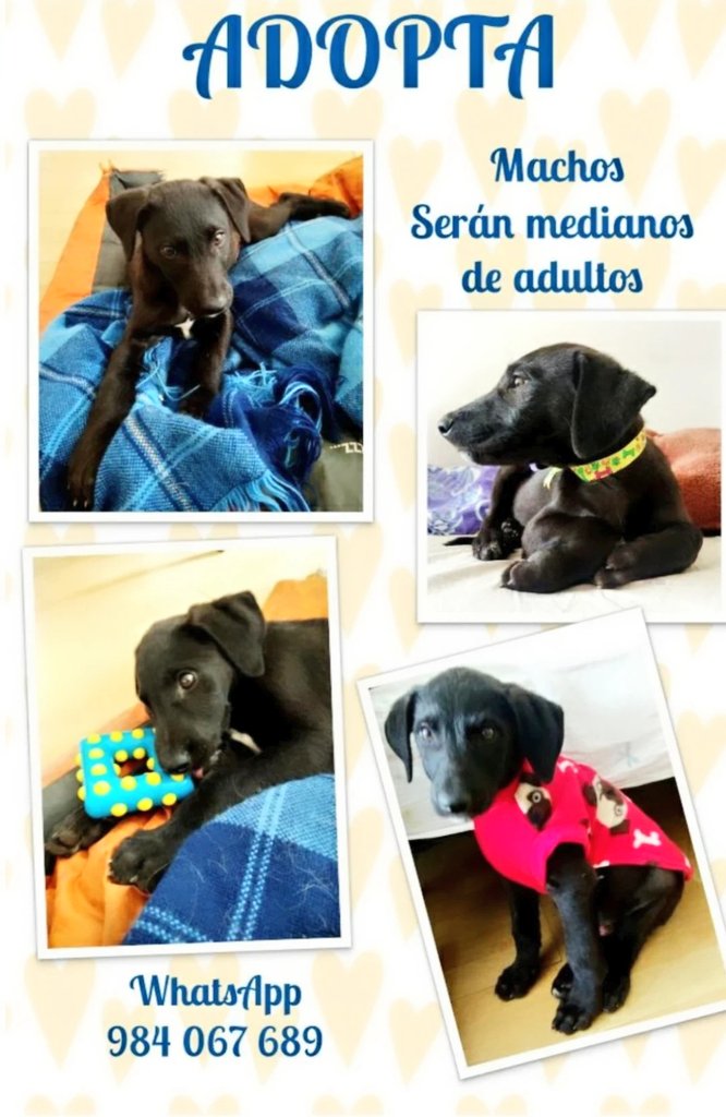 incondic_peru's tweet photo. COMUNICADO!
Lamentablemente el apoyo que recibimos en difusión es mínima, estamos cansadas de tocar puertas piendo ayuda para que difundan las fotos de nuestros rescatados sanos.
Sin difusión no hay solicitudes de adopción y nosotras ya no podemos más. https://t.co/6ExbXFczAn