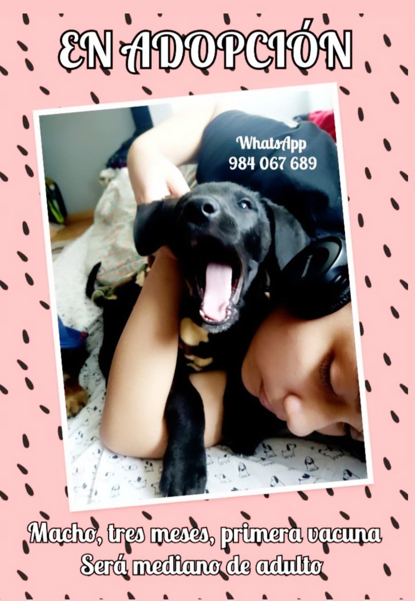 incondic_peru's tweet photo. COMUNICADO!
Lamentablemente el apoyo que recibimos en difusión es mínima, estamos cansadas de tocar puertas piendo ayuda para que difundan las fotos de nuestros rescatados sanos.
Sin difusión no hay solicitudes de adopción y nosotras ya no podemos más. https://t.co/6ExbXFczAn