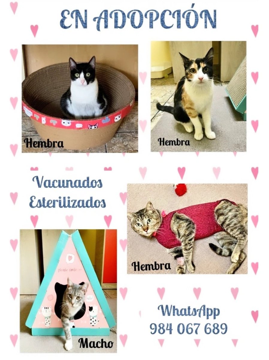 incondic_peru's tweet photo. COMUNICADO!
Lamentablemente el apoyo que recibimos en difusión es mínima, estamos cansadas de tocar puertas piendo ayuda para que difundan las fotos de nuestros rescatados sanos.
Sin difusión no hay solicitudes de adopción y nosotras ya no podemos más. https://t.co/6ExbXFczAn