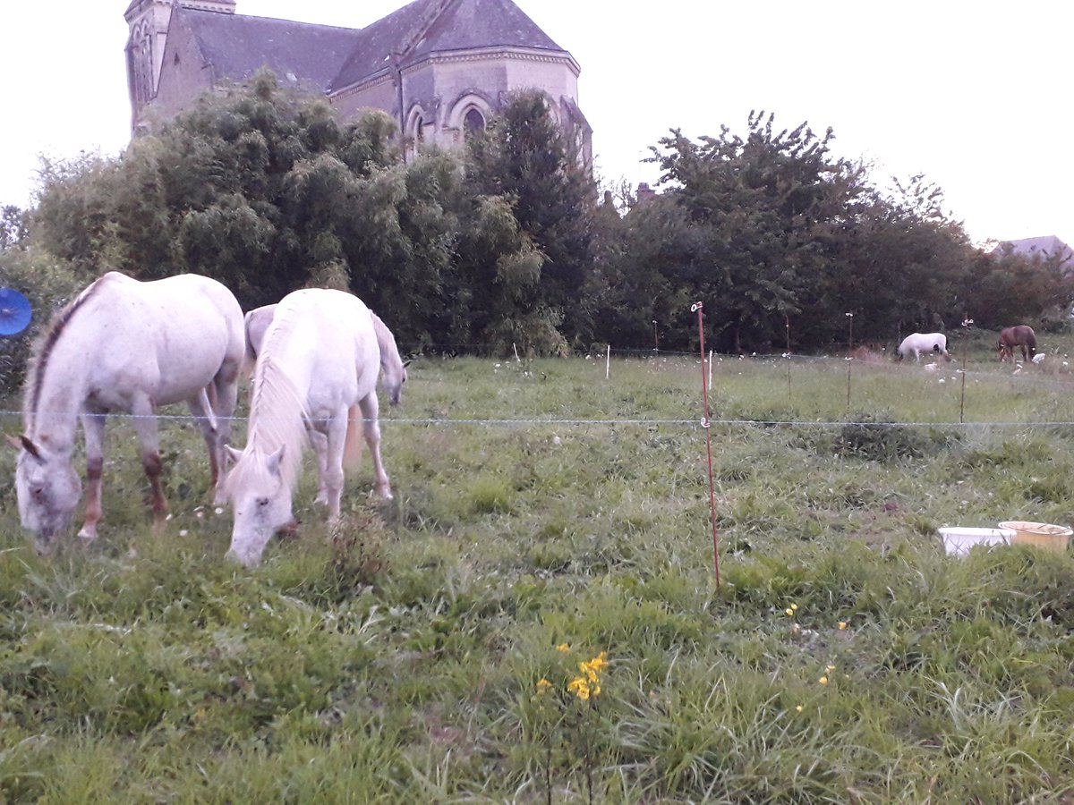 PatMaussion's tweet photo. #Equirando 2021
J-3: halte au Tremblay,  commune déléguée d'Ombrée d'Anjou, 
Après la trentaine de km d'aujourd'hui, repos pour les chevaux dans les pacages
Galettes et  soirée musicale avec les Jeanfred's pour les cavaliers et les habitants au gîte de la #Buissonnière https://t.co/rz0Z4wSQNd