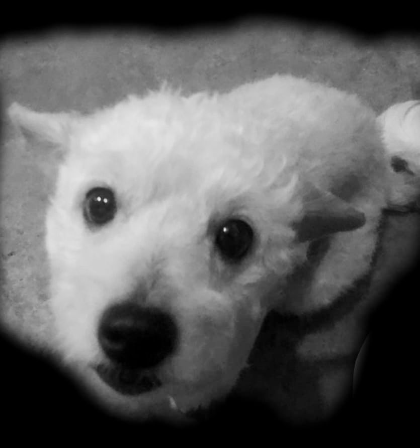 Juan Andrés Vassilakov Nelo tweet media