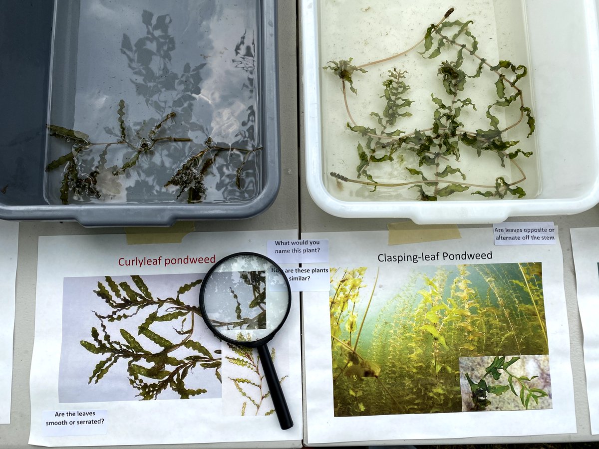 PriorSpringWD's tweet image. Last week, PLSLWD partnered with the @SMSC_News and the YMCA Day Camp at Pike Lake to learn more about the importance and value of native aquatic plants. Aquatic vegetation is beneficial to lake ecosystems because it provides food, habitat, and oxygen to fish and wildlife!