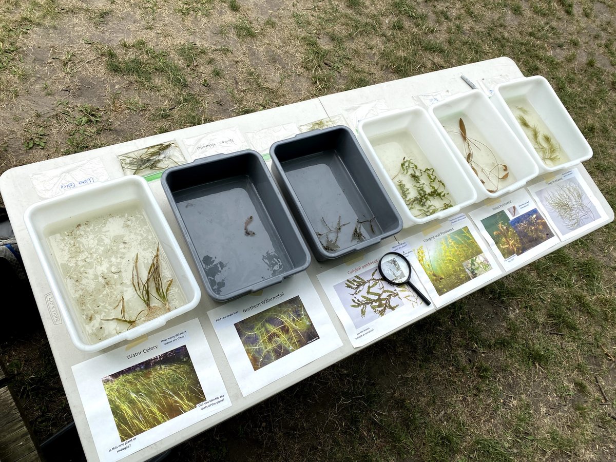 PriorSpringWD's tweet image. Last week, PLSLWD partnered with the @SMSC_News and the YMCA Day Camp at Pike Lake to learn more about the importance and value of native aquatic plants. Aquatic vegetation is beneficial to lake ecosystems because it provides food, habitat, and oxygen to fish and wildlife!