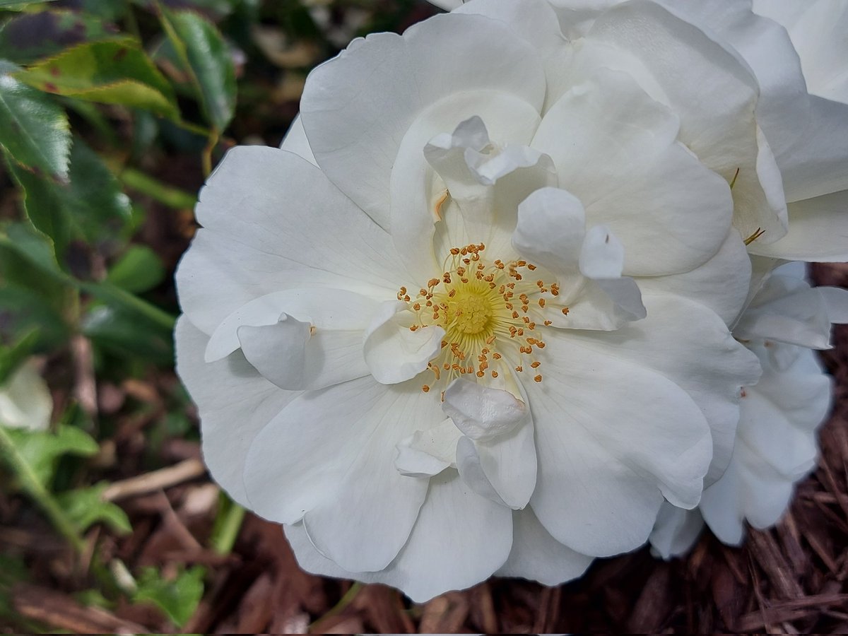 pearsebrospark's tweet photo. A lovely rose from our #smallpark for #RoseWednesday https://t.co/rhNJ8zr9WJ