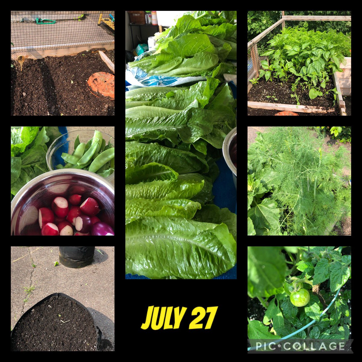 westfield_elem's tweet photo. Reseeding radishes and lettuce after harvesting. Thanks to my volunteer families for keeping things moving ahead until school resumes. Things are growing well at WES. Also thank you to  @FundyRecycles for the compost and @WholeKidsFnd for funding! https://t.co/N2BWs6VfCP
