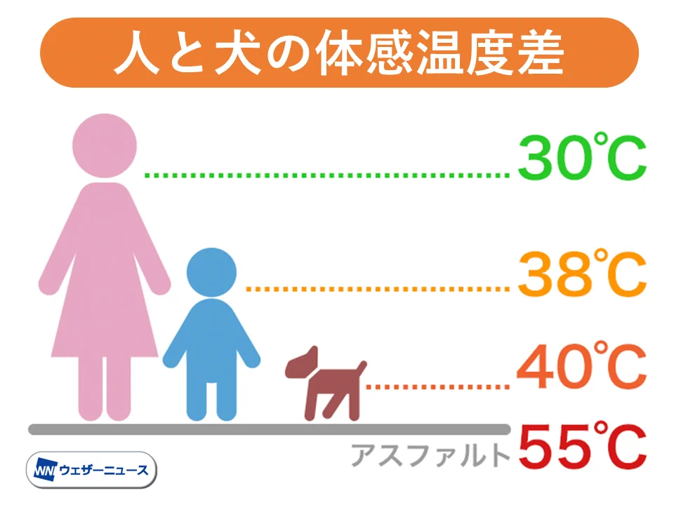 人間よりも実は危険？愛犬の熱中症や火傷に注意！