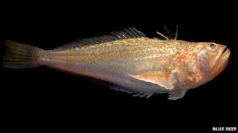 Рыба донская осетровая. Лучеперые рыбы. Рыба еллоу танг. Желтомордый псевдобалист. Желтая морская рыба.