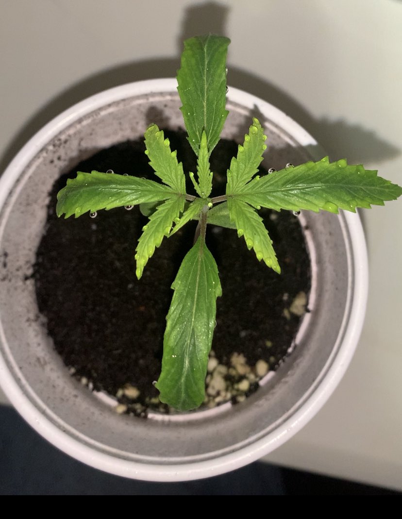 travisa850's tweet photo. You can definitely tell which one of these 3 is 60/40 sativa dominant. They’re all sexy as fk tho. #iLML #GrowBabyGrow https://t.co/tl45WIHdNi