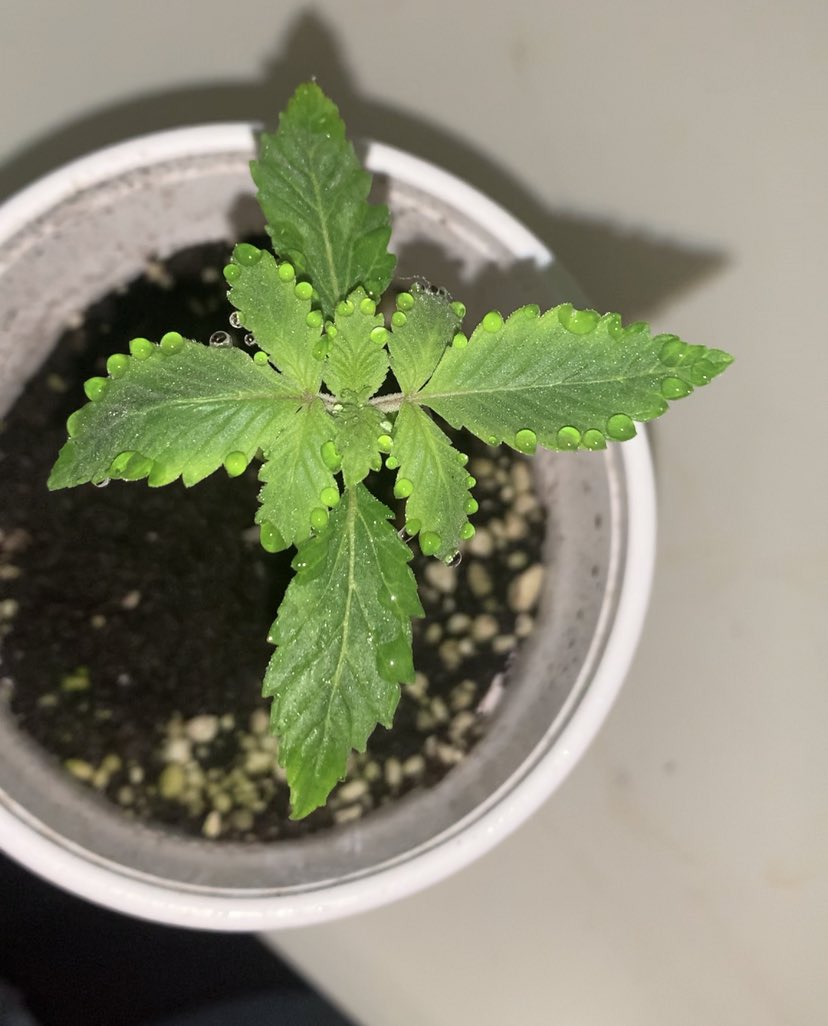 travisa850's tweet photo. You can definitely tell which one of these 3 is 60/40 sativa dominant. They’re all sexy as fk tho. #iLML #GrowBabyGrow https://t.co/tl45WIHdNi