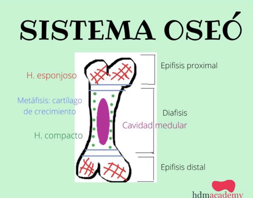 HWorldllc's tweet photo. En 5 minutos..SISTEMA ÓSEO 🧠👩🏼‍⚕️🏥🧑🏼‍⚕️🚑
Para mayor contenido visita https://t.co/D6clIXIb8u
#sistema #oseo #tipos #huesos #vertebra #femur #anatomia #cartilago https://t.co/xwrkMLYm0c