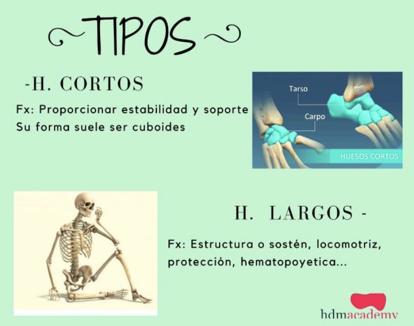 HWorldllc's tweet photo. En 5 minutos..SISTEMA ÓSEO 🧠👩🏼‍⚕️🏥🧑🏼‍⚕️🚑
Para mayor contenido visita https://t.co/D6clIXIb8u
#sistema #oseo #tipos #huesos #vertebra #femur #anatomia #cartilago https://t.co/xwrkMLYm0c