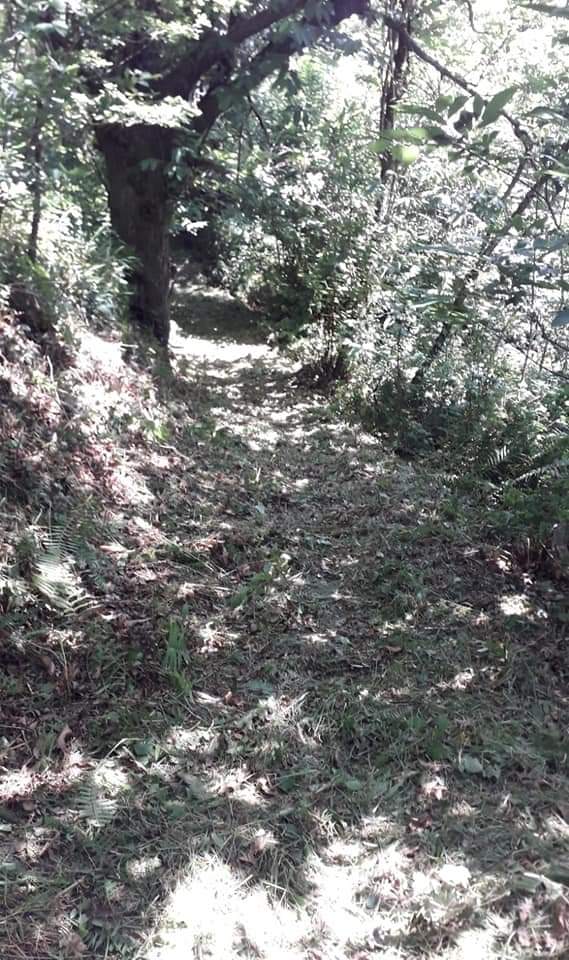 Ayto_Bimenes's tweet photo. Dellos trabayos de llimpieza na ruta Los Molinos.

#rutalosmolinos #bimenes https://t.co/f3P3s25ohp