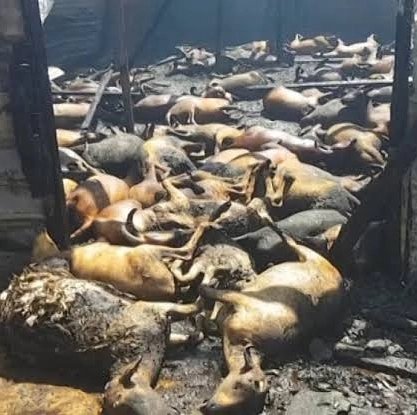 Kalbin varsa türkü yakarsın
Kalbin yoksa insan, hayvan, orman, otel yakarsın ...