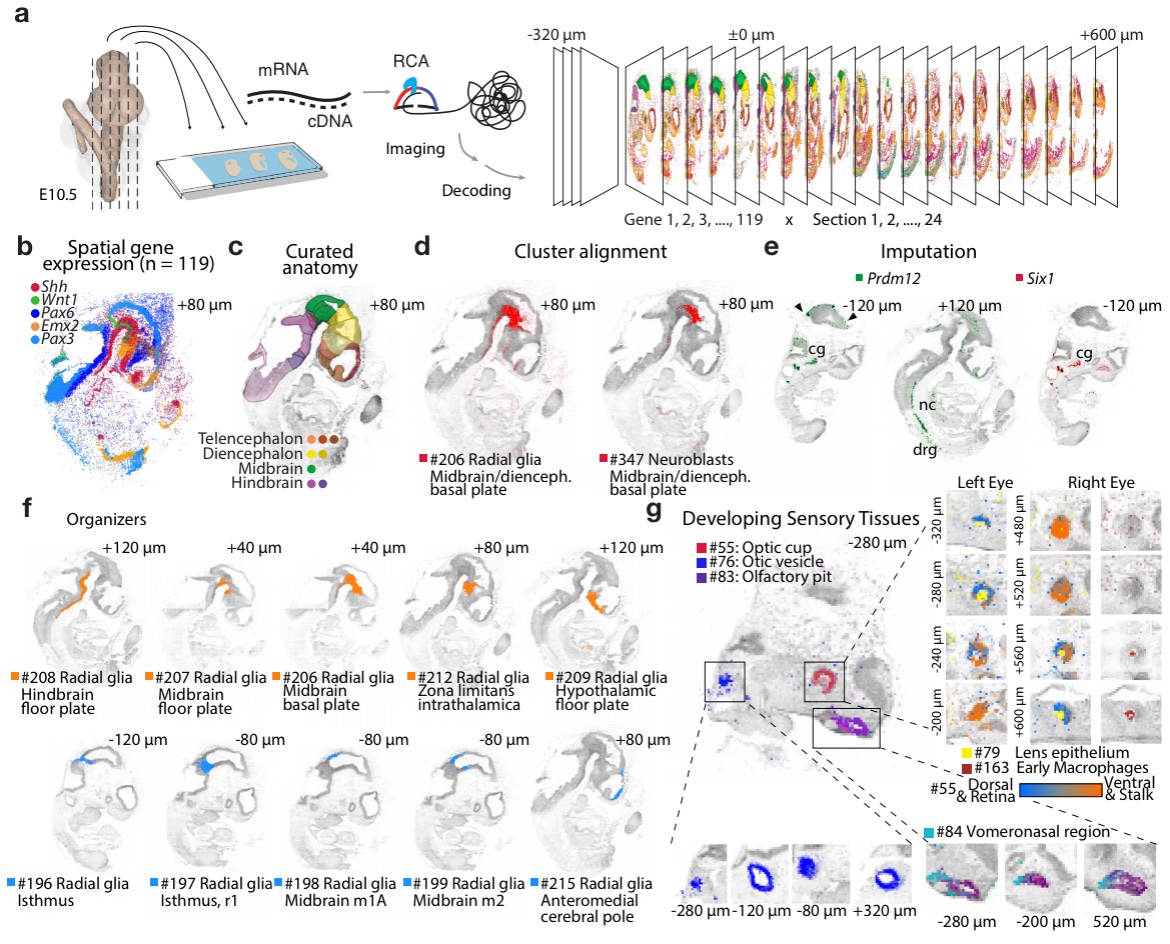 Sten Linnarsson (@slinnarsson) on Twitter photo In particular we now map all clusters at E11.5 to a full 3D embryo, with help of the excellent Tangram algorithm by <a href="/tbyanc/">Tommaso Biancalani</a> and Gabriele Scalia of Regev lab (github.com/broadinstitute… with our tweaks at github.com/linnarsson-lab…) In particular we now map all clusters at E11.5 to a full 3D embryo, with help of the excellent Tangram algorithm by <a href="/tbyanc/">Tommaso Biancalani</a> and Gabriele Scalia of Regev lab (github.com/broadinstitute… with our tweaks at github.com/linnarsson-lab…)
