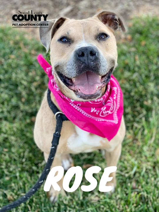 StLCountyPAC's tweet photo. Who needs a bouquet, when you can have one beautiful Rose? Seriously though, this lovely pup is nothing but a symbol of love. She’s not only gorgeous, but she is an absolute treat to be around. Rose is 3 years old and weighs in at 57 pounds. https://t.co/FD0BrgTduT