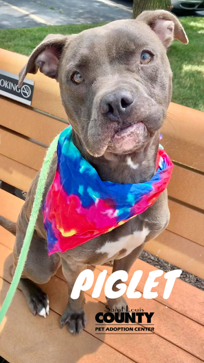 StLCountyPAC's tweet photo. Piglet is so cute that you just want to hug her, and hug her all day long. She’s a cutie that’s for sure. And just look at that little pinky toe. Piglet is an angel with a calm demeanor. Ready for her forever home! https://t.co/XM9dmbQa2O