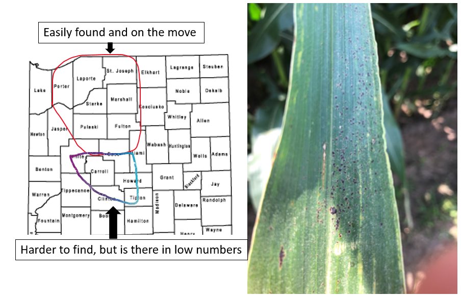 After three days of Tar Spot scouting across my agronomist area, I would say it’s a pretty clear cut difference where the most risk lies.  It’s poised to really take off in the north.