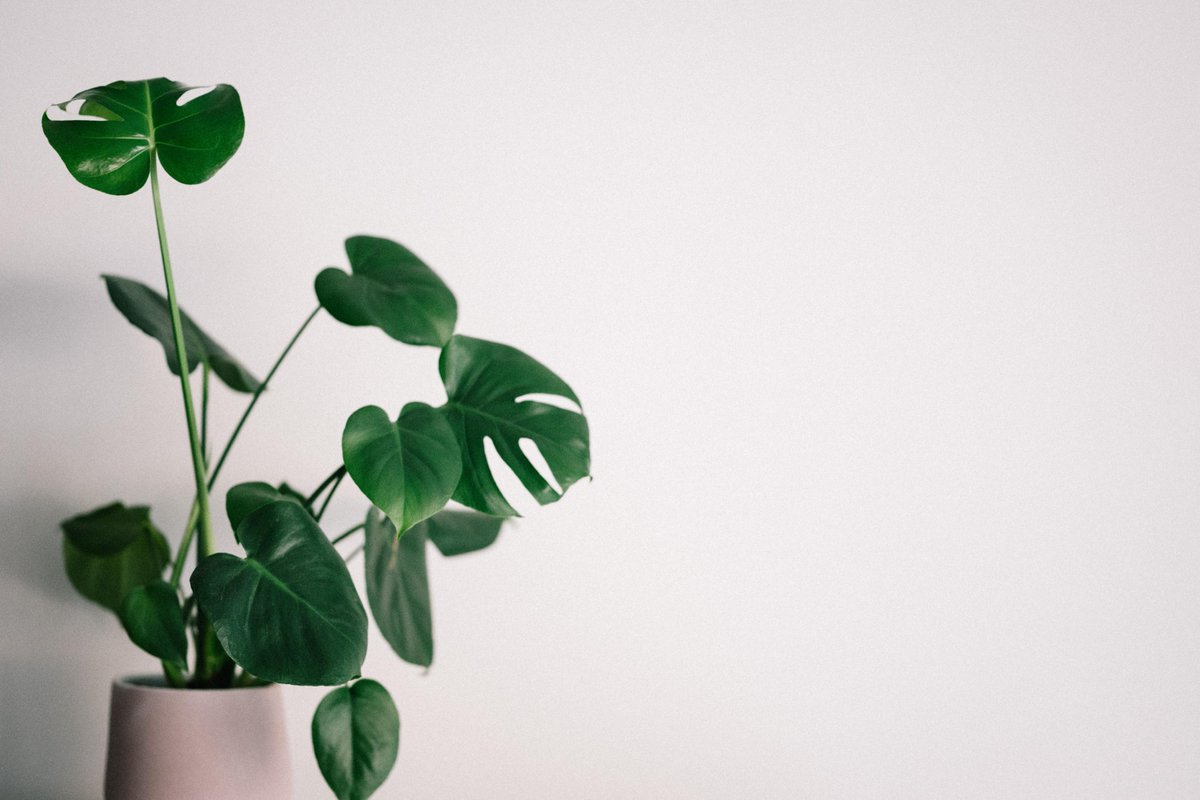 HWithdes's tweet photo. Did you know: Houseplants help to cleanse your indoor air, they’re pretty, and research even shows they improve mood, creativity and problem solving!
.
.
. 
#healthwithdes #health #wellness #vitaminddeficiency #vitamins #vitamind https://t.co/dw2vH09wy5