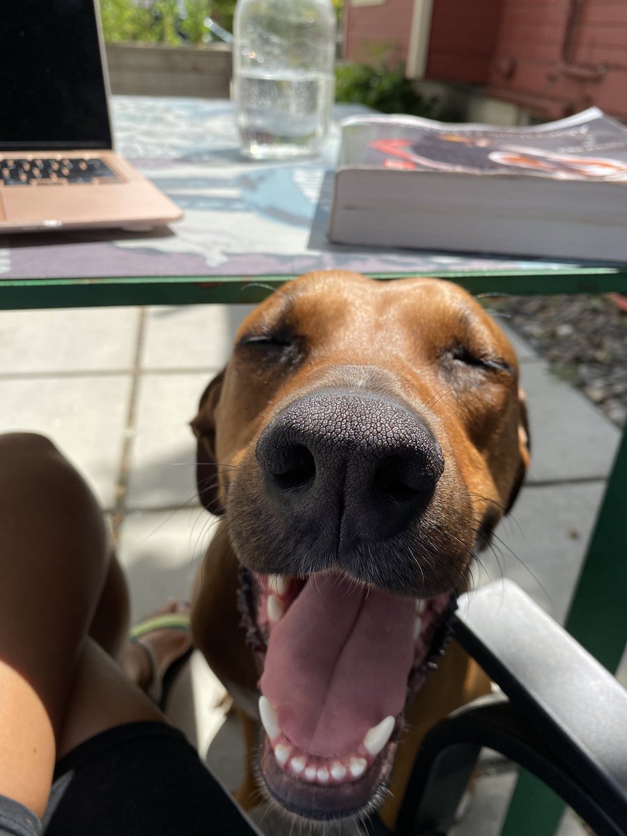 theoriginalbaye's tweet photo. Tryna study like 🧬 #dogsoftwitter 
#doberman #boxer #boxerman https://t.co/TIgM89HaDO