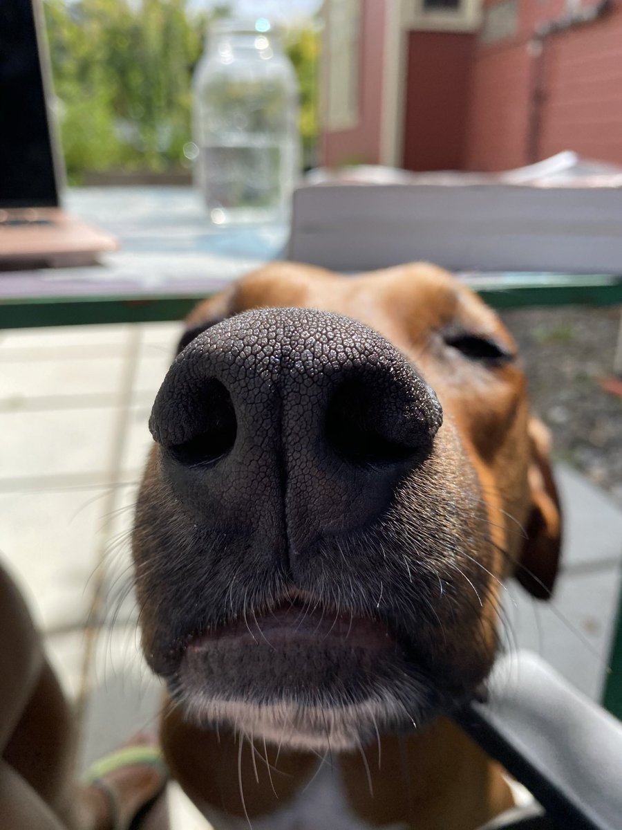 theoriginalbaye's tweet photo. Tryna study like 🧬 #dogsoftwitter 
#doberman #boxer #boxerman https://t.co/TIgM89HaDO