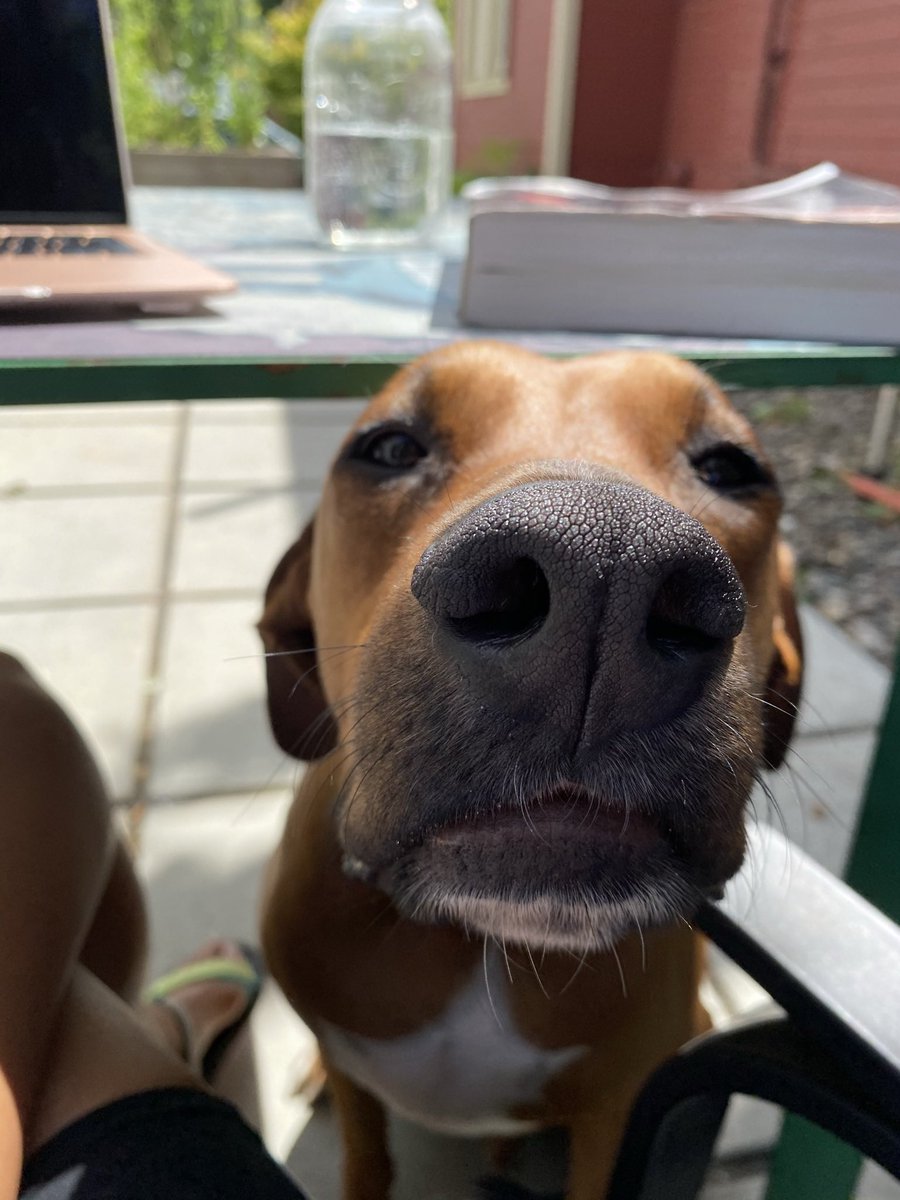 theoriginalbaye's tweet photo. Tryna study like 🧬 #dogsoftwitter 
#doberman #boxer #boxerman https://t.co/TIgM89HaDO