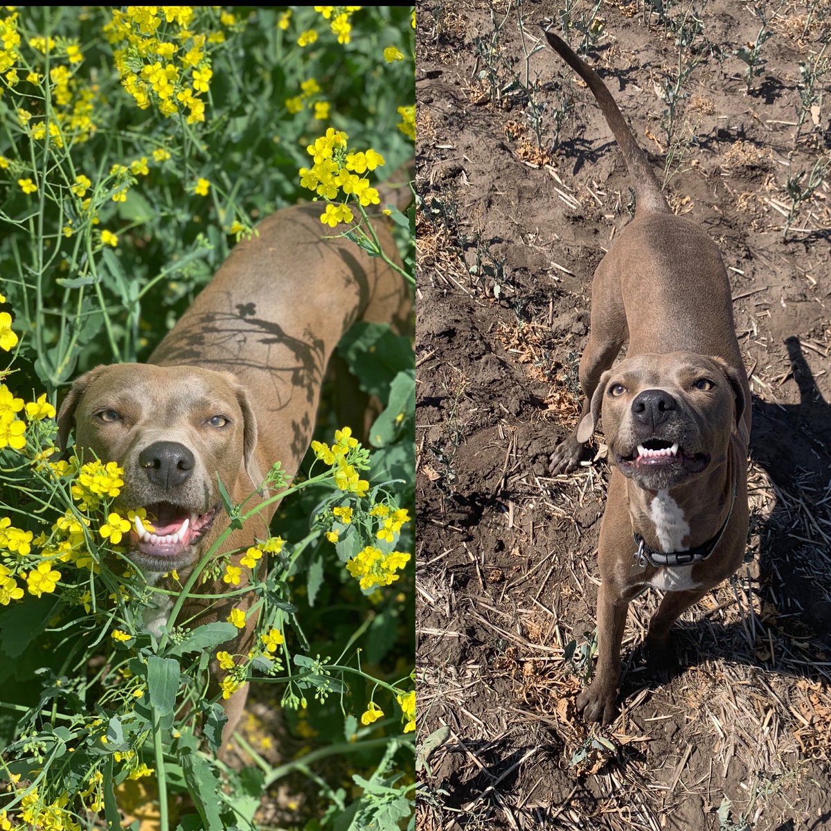 Canola July 22nd 2020 vs. Canola July 28th 2021 🌼🐕 <a href="/GlacierFarmedia/">Glacier FarmMedia</a>
