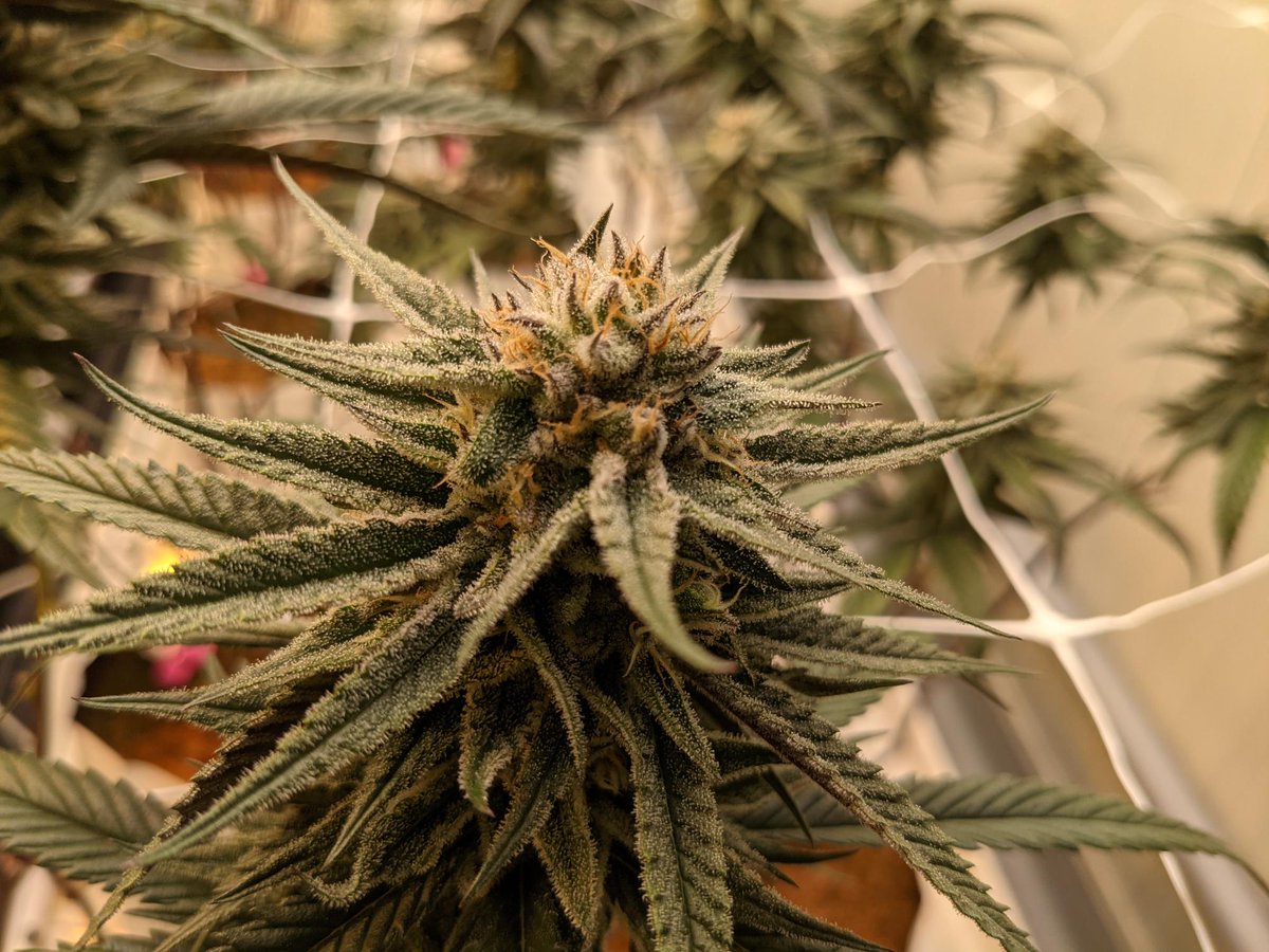 Blackberry Platinum coming at ya