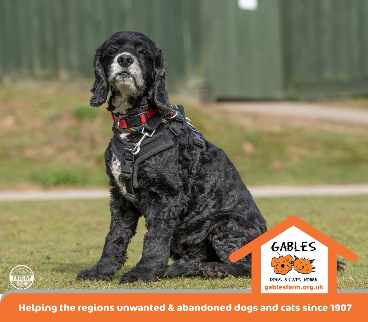 AdoptionsUk's tweet photo. Please retweet to help Veggie find a home #PLYMOUTH #ENGLAND 
American Cocker Spaniel aged 10, he's been in the shelter for over a year, due to this he's developed separation anxiety. He can live with children aged 13+ best as only pet👇
https://t.co/Z8YsXvNueC
#dogs https://t.co/GUAuLUd59J
