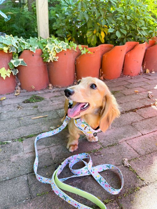 a happy weenie baby https://t.co/WZwmsZU0MD