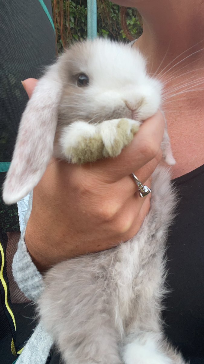sami_cowgirl's tweet photo. Hendo, our newest addition, named after @JHenderson #rabbitoftwitter @lfc @England @Richard100888 https://t.co/PgGD8A1gEO