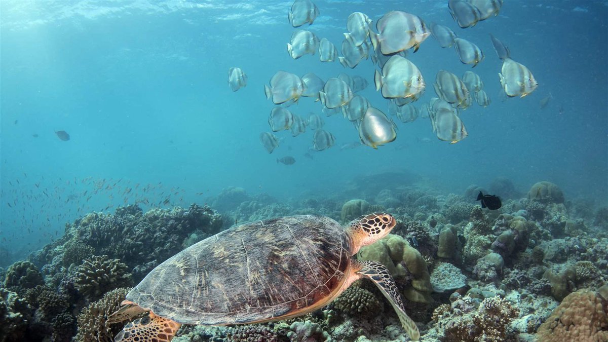 pewenvironment's tweet photo. Good news: France’s newest marine protected area is slightly larger than Denmark and will help protect the more than 2,500 species that call it home, our @jeromepetit says. https://t.co/9q6az25Lnm @DonaBertarelli https://t.co/tnRfT33AQ3