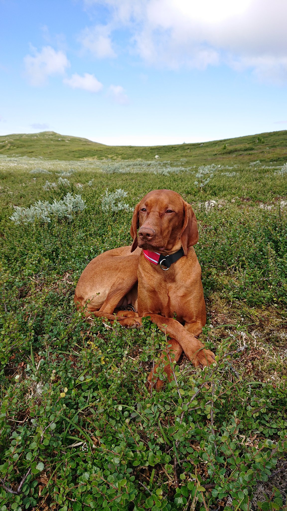 Helga Bergholtz on Twitter "Vizsla selvsagt!…