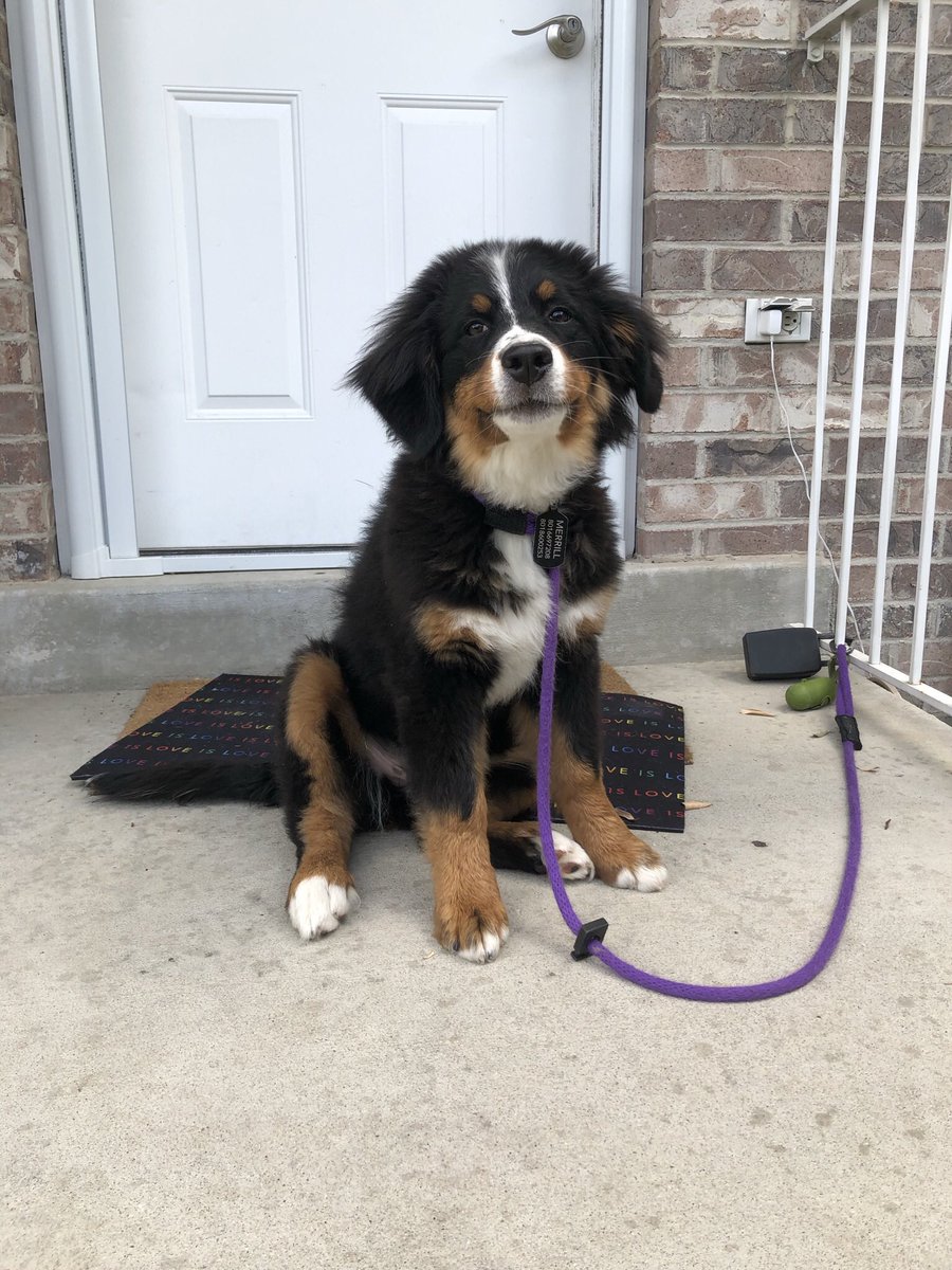 krosemerrill's tweet photo. @sbellelauren Happy Birthday for your viewing pleasure! This is Pepper. https://t.co/LSteNSrGYg