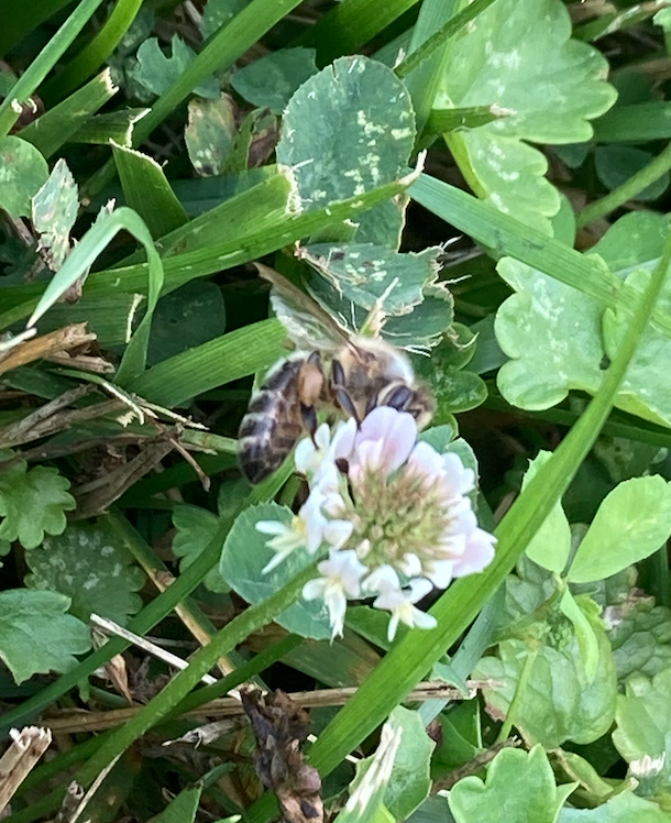 SacnasUMichigan's tweet photo. Do you know how difficult it is to take a photo of a bee?! You're welcome. Major props to all the nature photographers out there #SACNASSummerBioblitz #sacnas 🐝 😅 https://t.co/zdCiTrkFQD