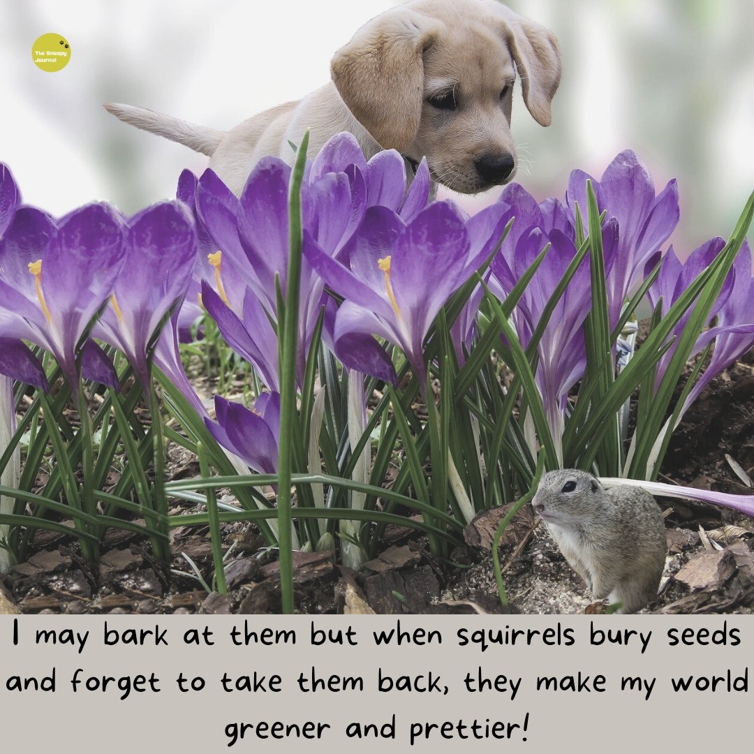 The Snoopy Journal tweet media