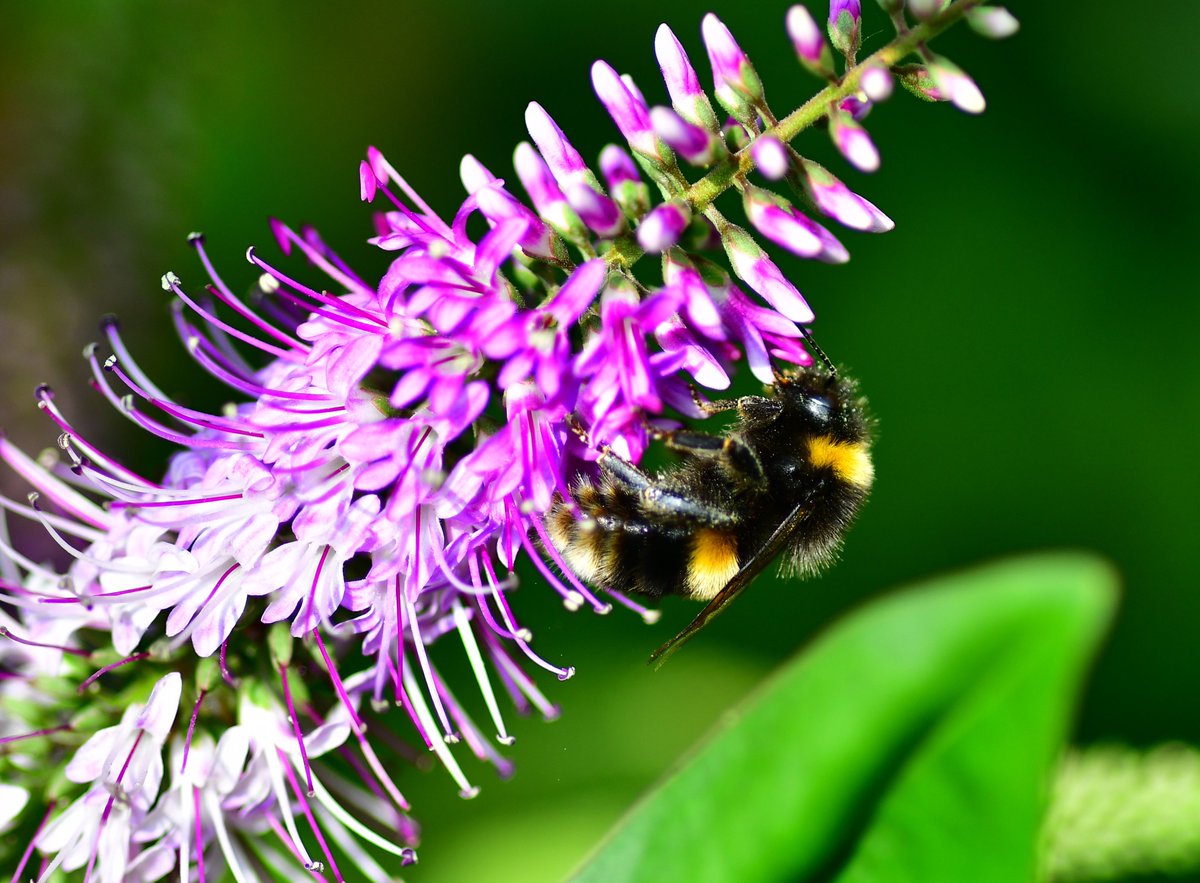 oldnorthbanker's tweet photo. few more bee shots #savethebees from the garden #bufftailedbee i think , bloody nightmare to photograph in flight lol , may look better edited but these are as shot :) @BumblebeeTrust @WoodlandTrust @NatureUK @BBCSpringwatch #BBCWildlifePOTD https://t.co/I80DDNc3Ko
