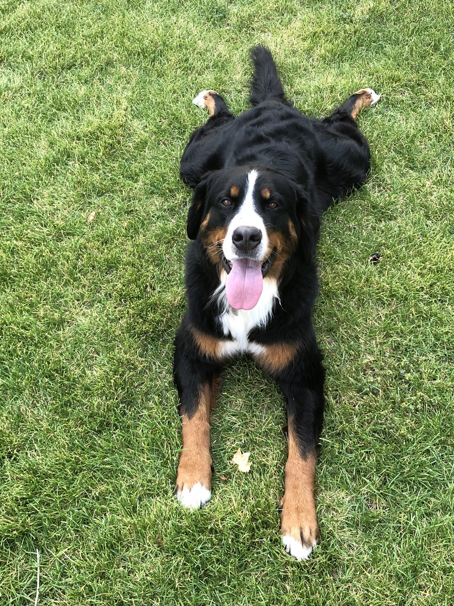 krosemerrill's tweet photo. @sbellelauren This birthday sploot is brought to you by Zola https://t.co/u9imEIWq4x