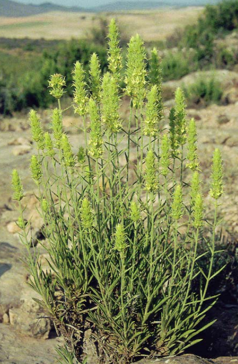 ¿Cómo os va el verano? ¡Toca hablar de nuestra "Especie del mes" de julio! Y no es cualquier especie.

Esta vez os traemos una planta muy especial de nuestra flora ibérica.

Os presentamos: /Sideritis serrata/

¡RT para difundir la #EspecieDelMesJxBE! 🌼🌾