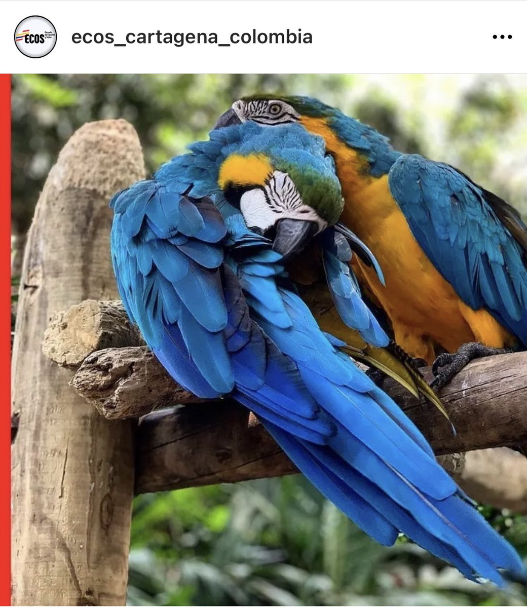 ColombiaLearn tweet picture
